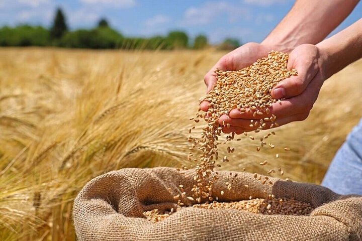 اصغری: بیش از ۴۷۰ هزار تن گندم از کشاورزان آذربایجان ‌غربی خریداری شد